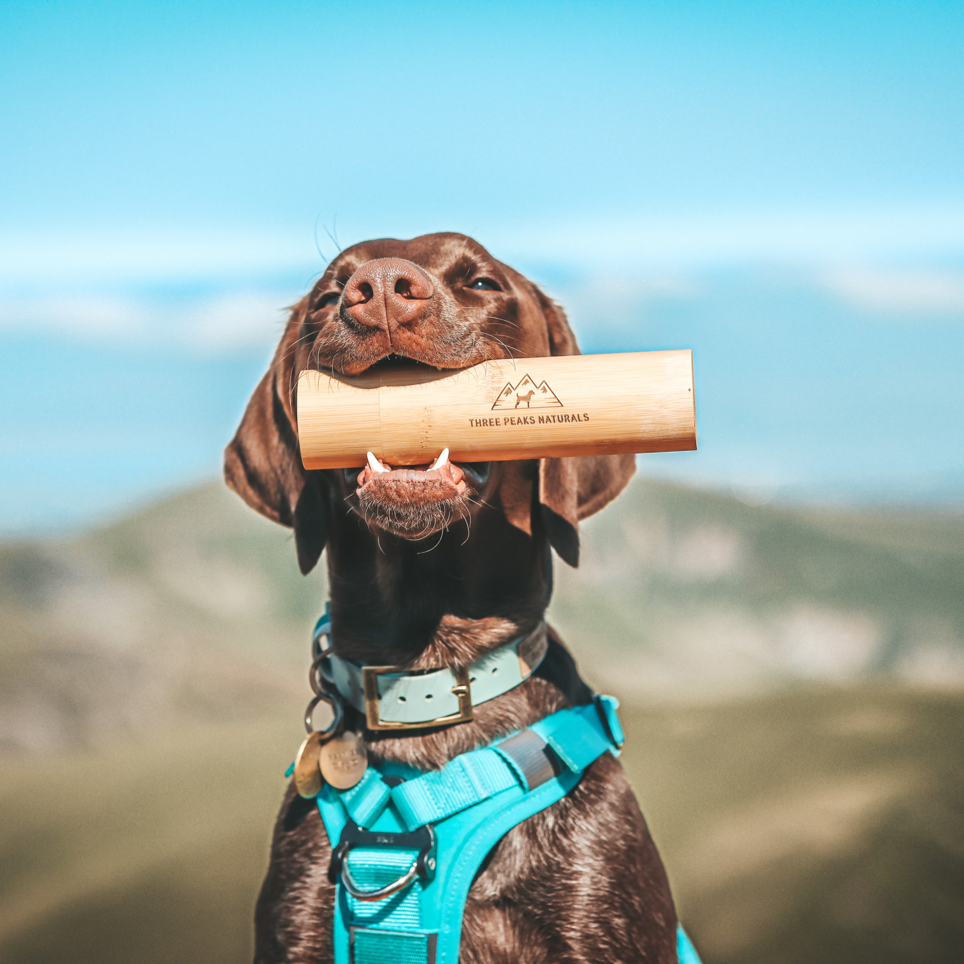 How to put on shop a 3 peaks dog harness