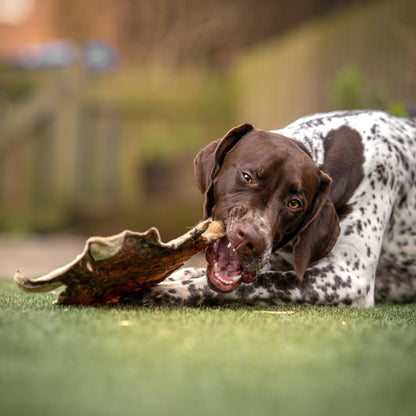 Beef Bark